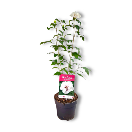 Hibiscus Syr. Speciosus - 60cm [1]