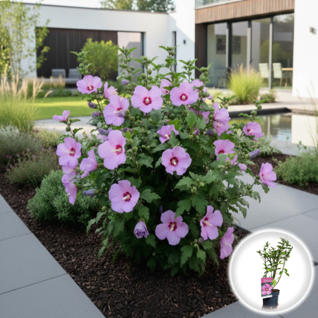 Hibiscus - Hibiscus WoodBridge (5L)