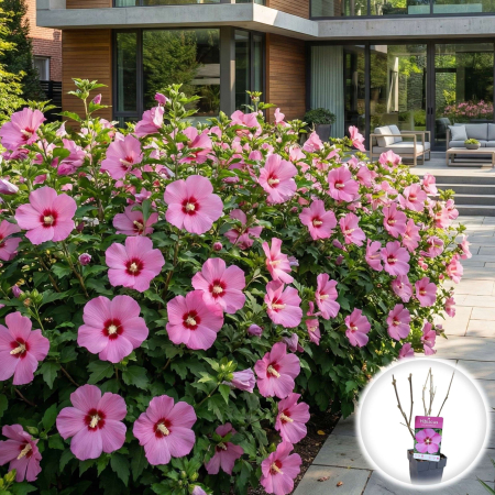 Hibiscus - hibiscus-syriacus-woodbridge-roz-arbust-pepiniera-sibiu