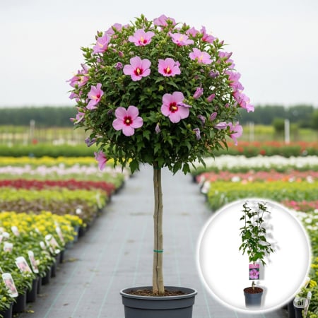 Plante Decorative - Hibiscus WoodBridge - Pomisor (110cm)