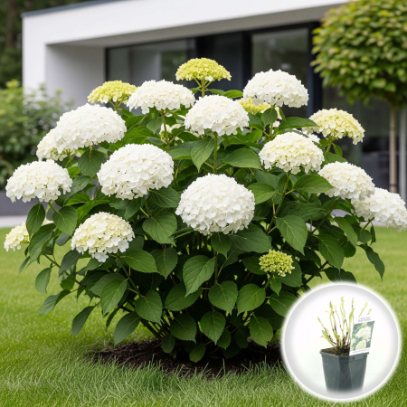Hortensia - hortensie-alba-bright-white-hydrangea-pepiniera-sibiu