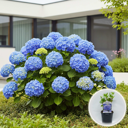 Hortensia - hortensie-albastra-hydrangea-macrophylla-ghiveci-pepiniera-sibiu