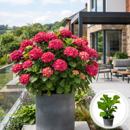 Hortensia - hydrangea-macrophylla-alpengluhen-hortensie-rosie-pepiniera-sibiu