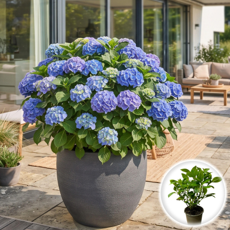 Hortensia - hortensia-macrophylla-bodensee-arbust-ornamental-pepiniera-sibiu