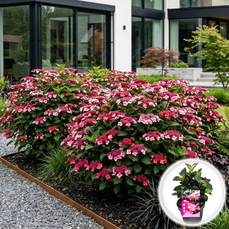 Hortensia - hydrangea-serrata-daredevil-hortensie-frunze-negre-pepiniera-sibiu