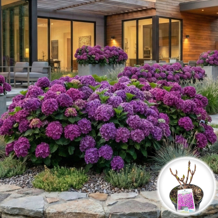 Hortensia - hortensia-hydrangea-renate-steiniger-albastra-pepiniera-sibiu