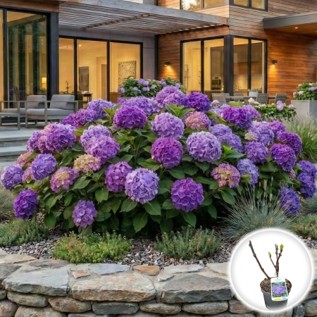 Hortensia - hortensia-teller-blue-hydrangea-macrophylla-albastra-pepiniera-sibiu