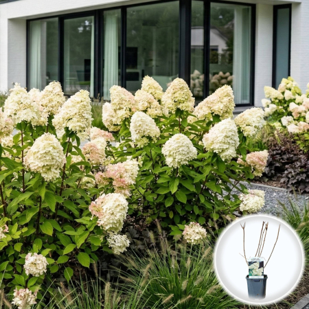 Hortensia - hortensie-paniculata-grandiflora-conica-pepiniera-sibiu