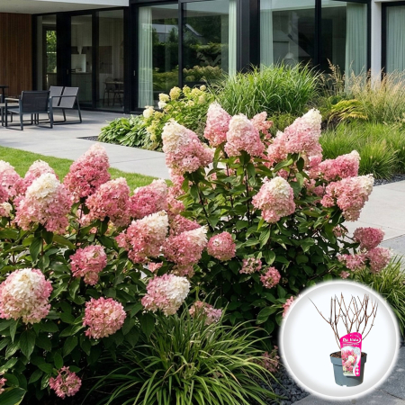 Hortensia - hortensie-paniculata-pink-diamond-roz-pepiniera-sibiu