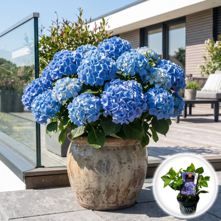 Hortensia - hydrangea-macrophylla-little-xs-blue-hortensie-albastra-pepiniera-sibiu