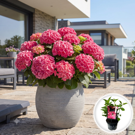 Hortensia - hydrangea-macrophylla-little-xs-pink-hortensie-pitica-pepiniera-sibiu
