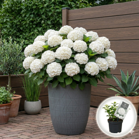 Hortensia - hydrangea-macrophylla-little-xs-white-hortensie-pitica-pepiniera-sibiu