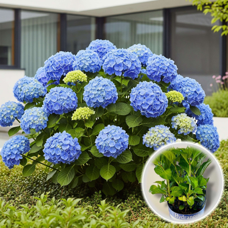 Hortensia - Hortensia M. Albastra - P17