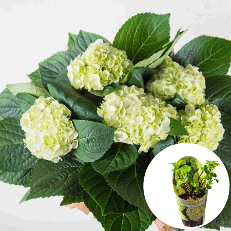 Hortensia Macrophylla Bright White - 2L [2]