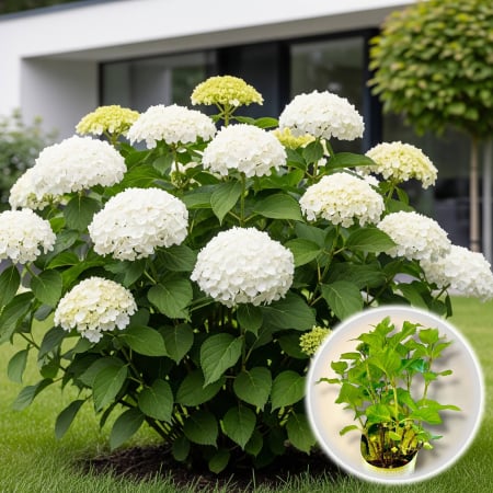 Plante Decorative - Hortensia Macrophylla Bright White - 2L