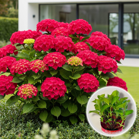 Hortensia - Hortensia M. Rosie - 2L