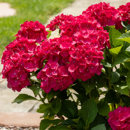 Hortensia M. Rosie - 2L [1]