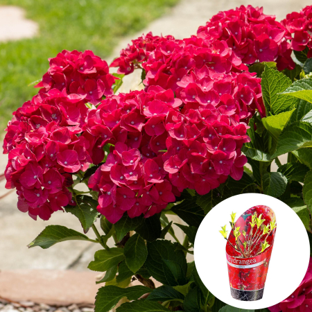 Hortensia M. Rosie - 2L [2]