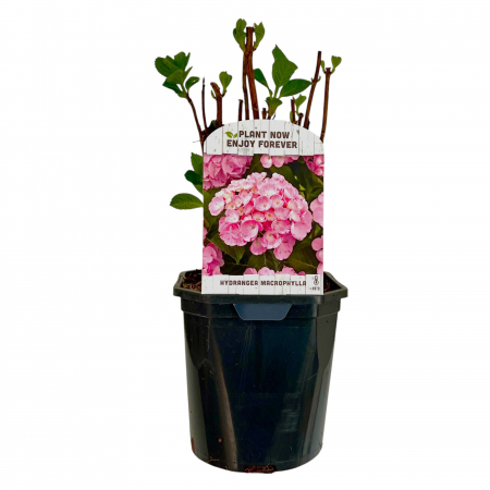 Hortensia M. Roz - 2L [2]