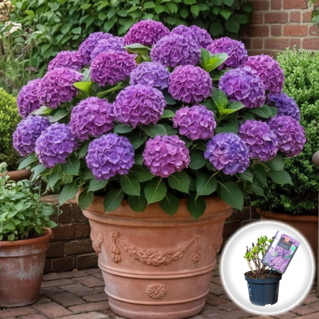Hortensia - Hortensia Macrophylla Little XS Purple Ghiveci Pepiniera Sibiu
