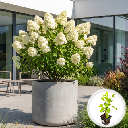 Hortensia - hydrangea-paniculata-grandiflora-hortensie-conica-alb-pepiniera-sibiu