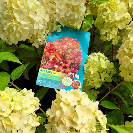 Hortensia - Hortensia Pan. Petite Cherry - 2L
