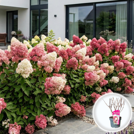 Hortensia - Hortensia Paniculata Sundae Fraise 40cm Ghiveci Pepiniera Sibiu