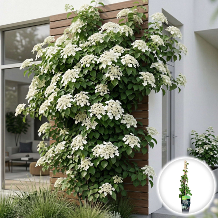 Hortensia - hydrangea-anomala-petiolaris-cataratoare-alba-pepiniera-sibiu