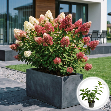 Hortensia - hortensie-paniculata-pink-diamond-roz-pepiniera-sibiu