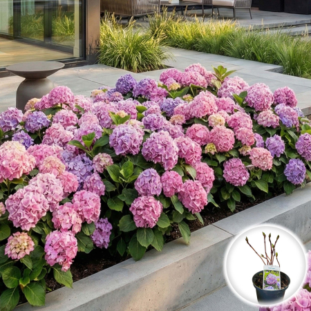 Hortensia - hortensia-bouquet-rose-hydrangea-macrophylla-roz-pepiniera-sibiu