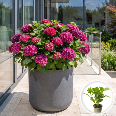 Hortensia - hortensia-macrophylla-sibilla-masja-arbust-ornamental-pepiniera-sibiu