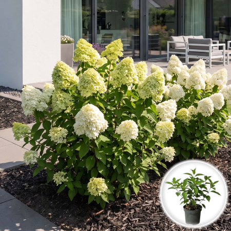 Hortensia - hortensie-paniculata-skyfall-flori-albe-roz-pepiniera-sibiu