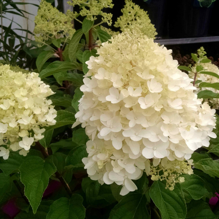 Hortensia - Hortensia Pan. Polar Bear - 2L