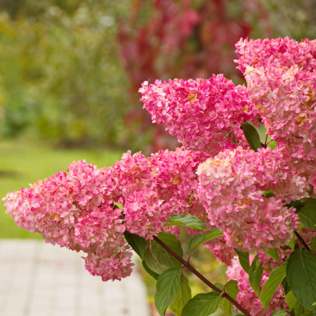 Hortensia - Hortensia Pan. Pink Diamond - 2L