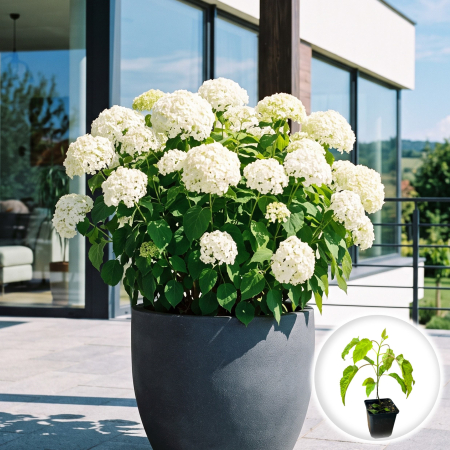 Hortensia - hydrangea-arborescens-annabelle-hortensie-alba-pepiniera-sibiu