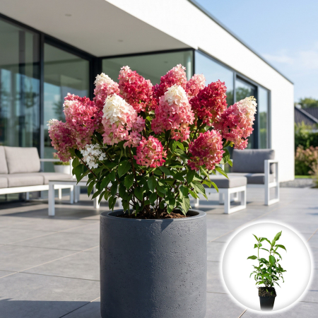 Hortensia - hydrangea-paniculata-diamant-rouge-hortensie-rosie-pepiniera-sibiu