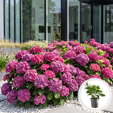 Hortensia - Hortensie Freudenstein Hydrangea macrophylla arbust ornamental ghiveci Pepiniera Sibiu