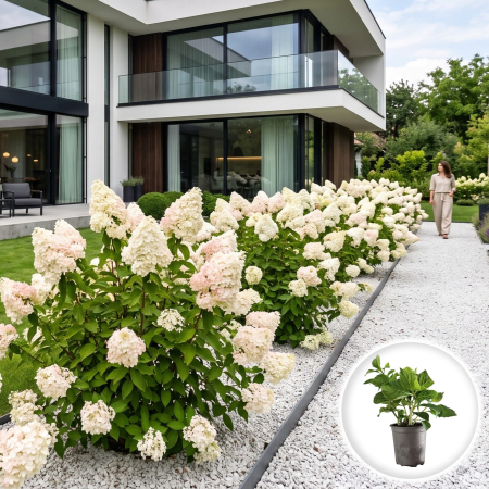 Hortensia - Hortensie White Lady Hydrangea paniculata
