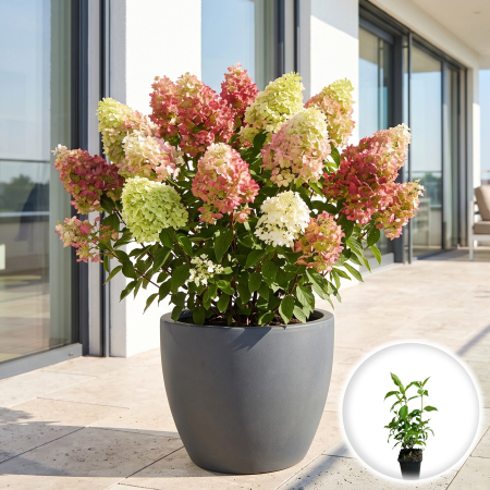 Hortensia - hydrangea-paniculata-graffiti-hortensie-paniculata-roz-pepiniera-sibiu