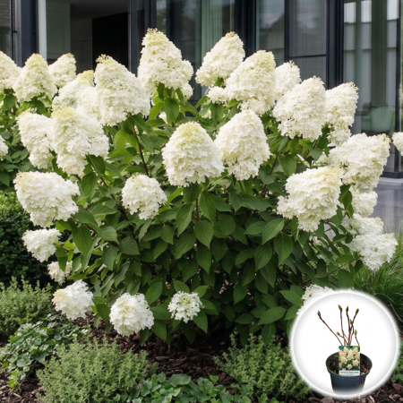 Hortensia - hydrangea-paniculata-silver-dollar-40cm-pepiniera-sibiu