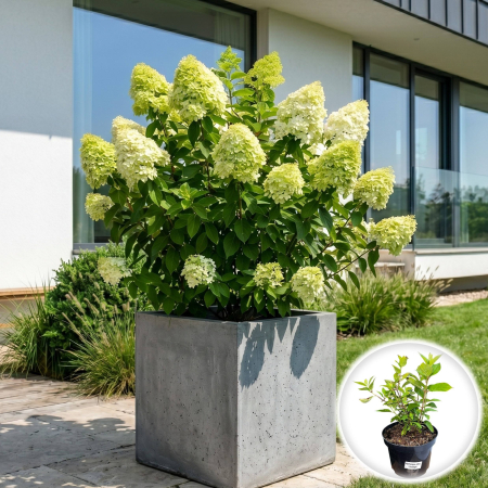 Hortensia - hydrangea-paniculata-limelight-hortensie-lime-pepiniera-sibiu