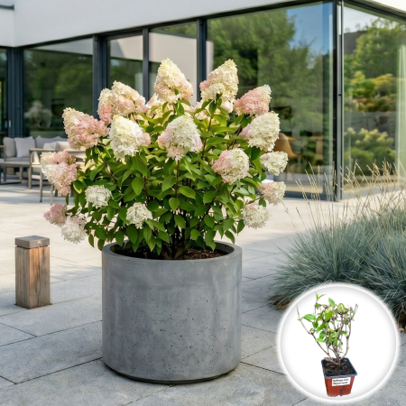 Hortensia - hydrangea-paniculata-magical-candle-hortensie-soare-pepiniera-sibiu