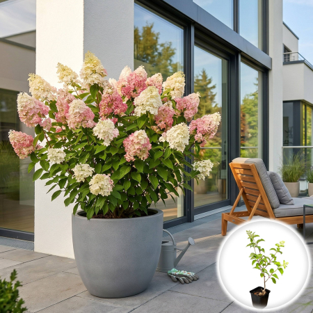 Hortensia - hydrangea-paniculata-pink-lady-arbust-decorativ-pepiniera-sibiu