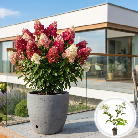 Hortensia - hydrangea-paniculata-wims-red-hortensie-rosie-pepiniera-sibiu