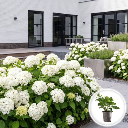 Hortensia - Hortensie Mme E Mouilliere Hydrangea macrophylla arbust ornamental inflorit ghiveci Pepiniera Sibiu