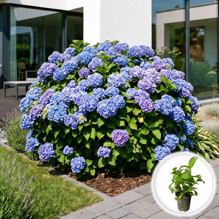 Hortensia - hydrangea-macrophylla-nikko-blue-hortensie-albastra-pepiniera-sibiu