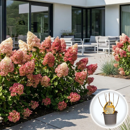 Hortensia - Hortensie paniculata Magical Summer Hydrangea floare gradina ghiveci Pepiniera Sibiu