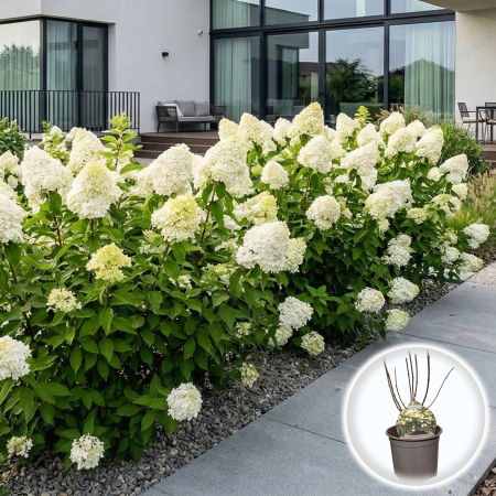 Hortensia - Hortensie paniculata Prime White floare alba gradina ghiveci Pepiniera Sibiu