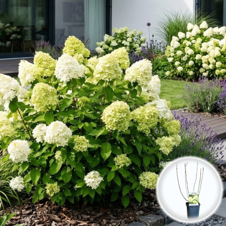 Hortensia - Hortensie paniculata Limelight floare conica verde alb ghiveci Pepiniera Sibiu
