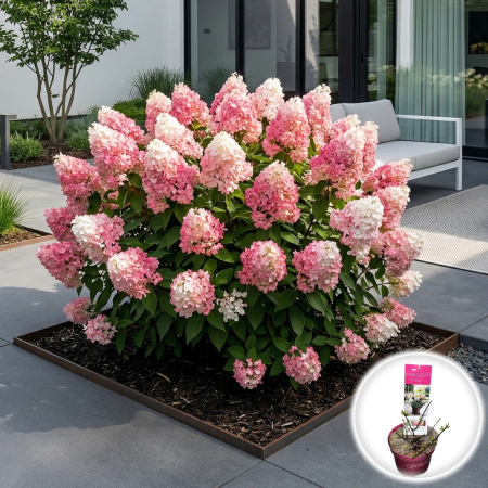 Hortensia - hydrangea-paniculata-pinklight-arbust-decorativ-pepiniera-sibiu